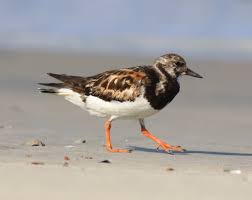 Attēlu rezultāti vaicājumam “Arenaria interpres”