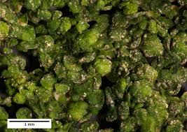 Attēlu rezultāti vaicājumam “Frullania fragilifolia”