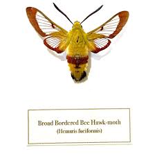 Attēlu rezultāti vaicājumam “Hemaris fuciformis”