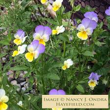 Attēlu rezultāti vaicājumam “Viola tricolor leaf”