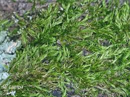 Attēlu rezultāti vaicājumam “Pylaisia polyantha sporophyte”