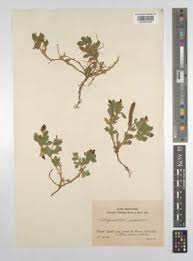 Image result for Lotus tetragonolobus