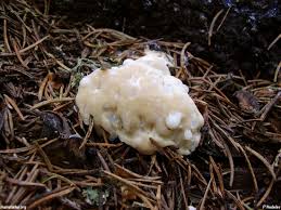 Attēlu rezultāti vaicājumam “Postia stiptica”