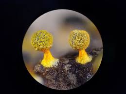 Attēlu rezultāti vaicājumam “Physarum melleum”