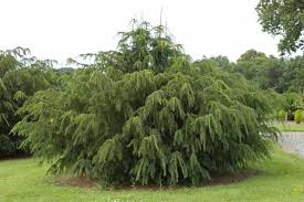 Attēlu rezultāti vaicājumam “Taxus”