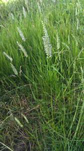 Attēlu rezultāti vaicājumam “Cynosurus cristatus”