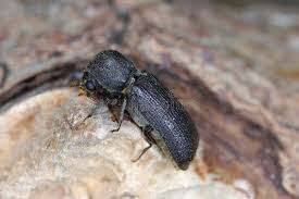 Attēlu rezultāti vaicājumam “Scolytidae”