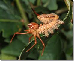 Attēlu rezultāti vaicājumam “Stauropus fagi larva”