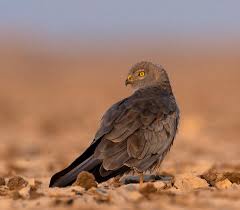 Attēlu rezultāti vaicājumam “Circus pygargus adult”