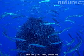 Image result for Sphyraena viridensis