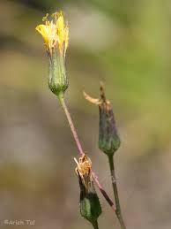 Attēlu rezultāti vaicājumam “Hieracium vulgatum”