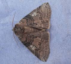 Attēlu rezultāti vaicājumam “Tethea or”