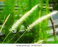 Attēlu rezultāti vaicājumam “Brachypodium sylvaticum flower”