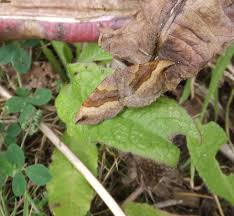 Attēlu rezultāti vaicājumam “Scotopteryx chenopodiata”