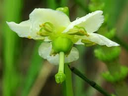 Attēlu rezultāti vaicājumam “Moneses uniflora bud”