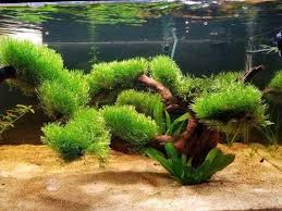 Attēlu rezultāti vaicājumam “Riccia”