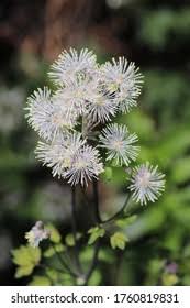 Attēlu rezultāti vaicājumam “Thalictrum aquilegifolium bud”
