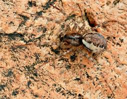 Attēlu rezultāti vaicājumam “Neriene montana”