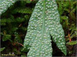 Attēlu rezultāti vaicājumam “Ochropsora ariae”
