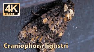 Attēlu rezultāti vaicājumam “Craniophora ligustri”