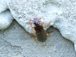 Attēlu rezultāti vaicājumam “Pseudoophonus rufipes”