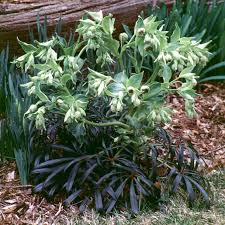 Image result for Helleborus foetidus