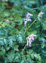 Attēlu rezultāti vaicājumam “Corydalis cava leaf”