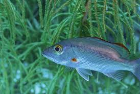 Image result for Lutjanus mahogoni