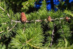 Attēlu rezultāti vaicājumam “Larix decidua var. polonica”