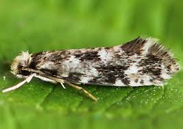 Attēlu rezultāti vaicājumam “Nemapogon cloacella”