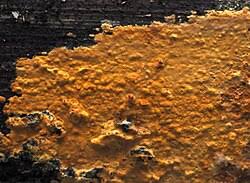 Attēlu rezultāti vaicājumam “Crustoderma dryinum”