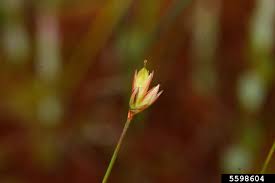 Attēlu rezultāti vaicājumam “Juncus stygius”