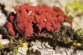 Attēlu rezultāti vaicājumam “Arcyria denudata macro”