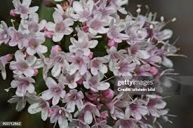 Image result for Baldrian