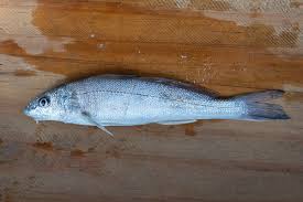 Image result for Menticirrhus littoralis