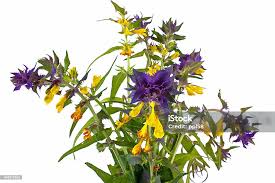 Attēlu rezultāti vaicājumam “Melampyrum nemorosum”