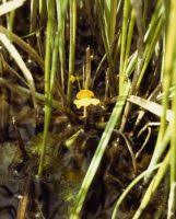 Attēlu rezultāti vaicājumam “Utricularia intermedia bud”