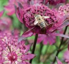 Image result for Astrantia majon `Abbey Road`