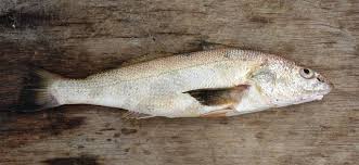 Image result for Menticirrhus americanus