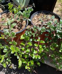 Attēlu rezultāti vaicājumam “Arctostaphylos uva-ursi”