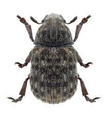 Attēlu rezultāti vaicājumam “Anthribus nebulosus”