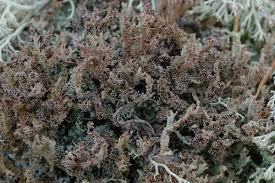 Attēlu rezultāti vaicājumam “Cladonia squamosa”