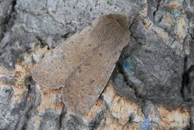 Attēlu rezultāti vaicājumam “Orthosia cruda”