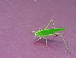 Attēlu rezultāti vaicājumam “Phaneroptera falcata”