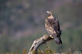 Attēlu rezultāti vaicājumam “Aquila chrysaetos adult”