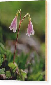 Attēlu rezultāti vaicājumam “Linnaea borealis flower”