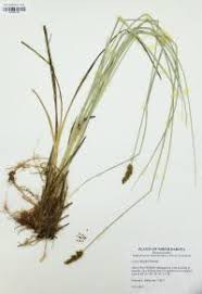 Attēlu rezultāti vaicājumam “Carex diandra”