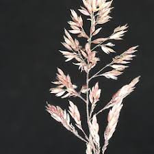 Attēlu rezultāti vaicājumam “Holcus lanatus  flower”