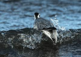 Attēlu rezultāti vaicājumam “Phalaropus fulicarius adult”