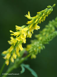 Attēlu rezultāti vaicājumam “Melilotus”